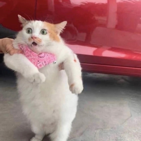 Meet your Posher, Emil - Picture 1 of 1